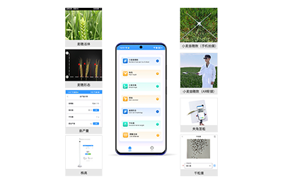 松原市小麦表型测量仪IN-XM05